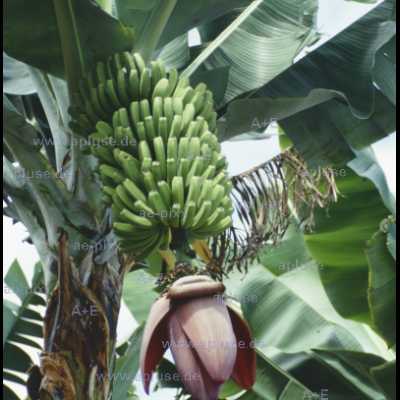 Bananenstaude: Fruchtstand und Blüte