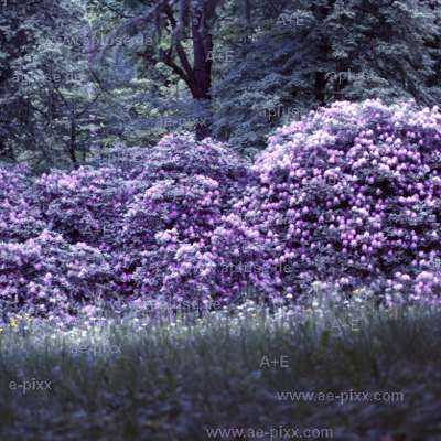 grosser Rhododendron im Wald