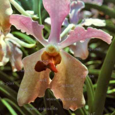 Orchidee: Vanda Miss Joaquim
