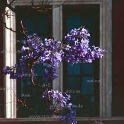Jakaranda-Blüten vor einem Fenster