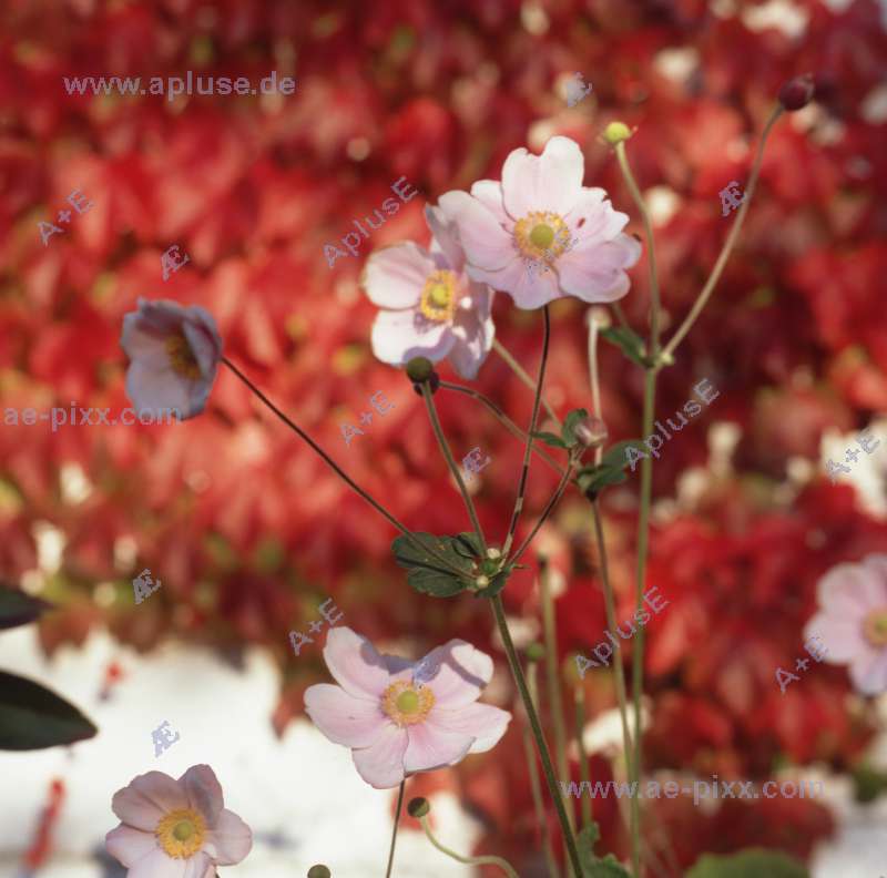 zartrosa Blüten der Herbstanemone