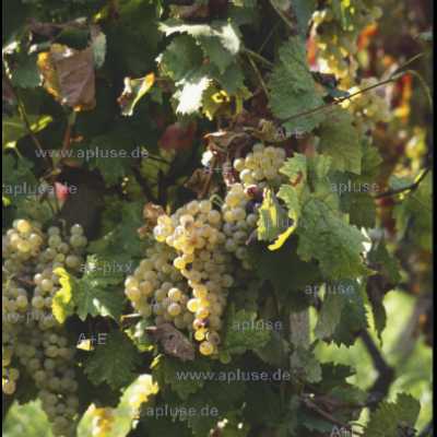 weisse Trauben am Weinstock