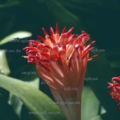 Billbergia pyramidalis