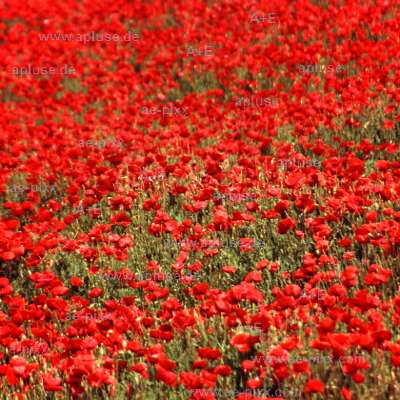 ein rotes Blütenmeer: Klatschmohn 