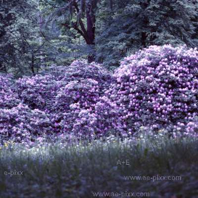 grosser Rhododendron im Wald