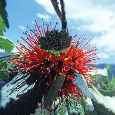 Baum-Blüte (rot): Greya sutherlandii