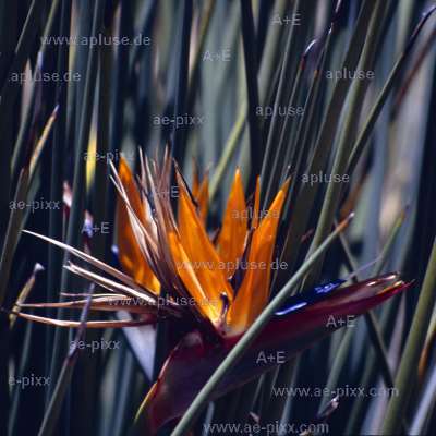 Blüte der Strelitzia im Gegenlicht