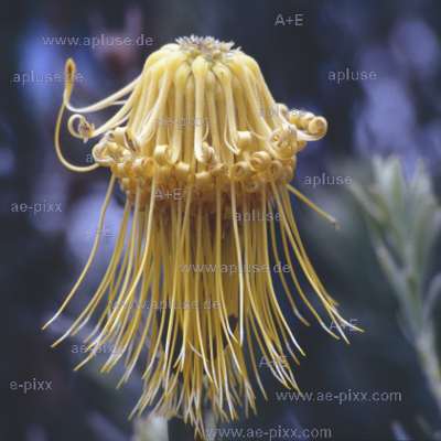 gelber Blütenhelm des Leucospermum reflexum 