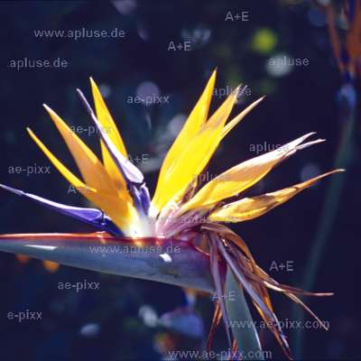 Paradiesvogelblume im Gegenlicht 