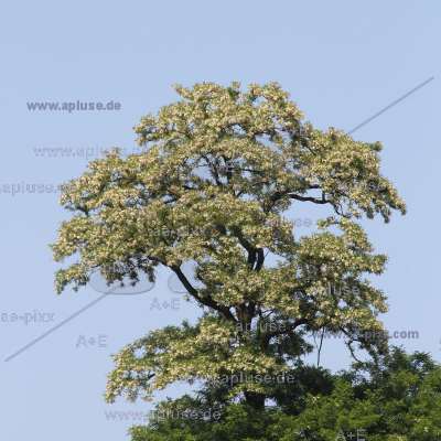 Robinie in Blüte (Robinia pseudoacacia