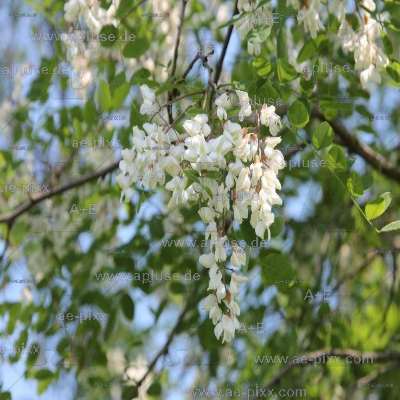 Blüten der Robinie