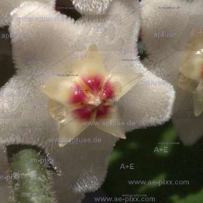 Wachsblume (Hoya), Einzelblüte mit Nektartropfen