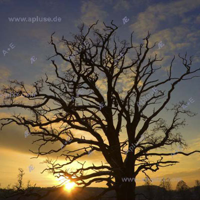 Silhouette einer knorrigen, kahlen Eiche im Abendlicht