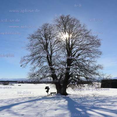 zweistaemmige Linde gegen Wintersonne