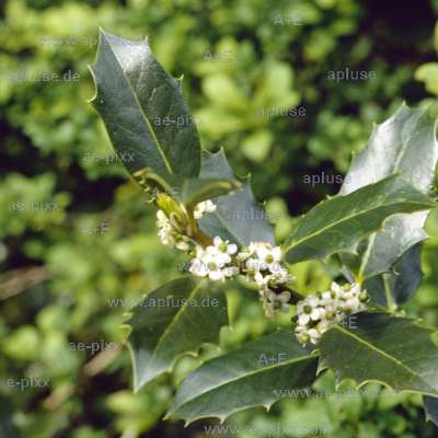 Stechpalme, Ilex: Zweig mit Blüten