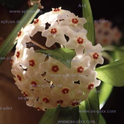 Wachsblume (Hoya), duftende Blütendolde