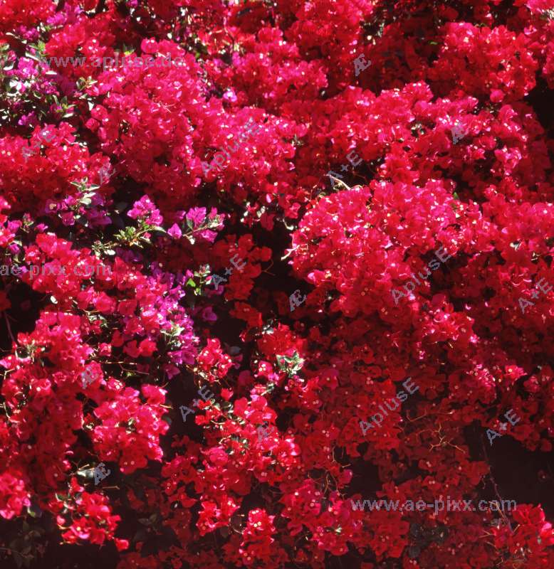 Blütenmeer in Tiefrot: Bougainvillea-Blüten
