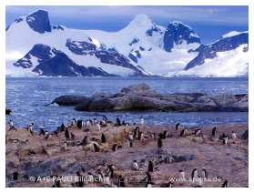 AE_DAU11 Eselspinguine.jpg