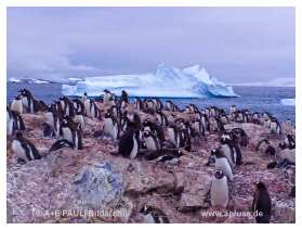 AE_DAU13m Eselspinguine