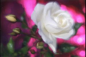 6742 weisse Rose vor pink Hintergrund