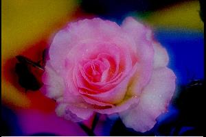 6744 Rose "Soft Whisper"