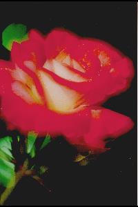 6745 Rose "Brigadoon"