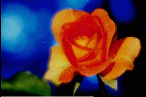 Floribundarose gelb-orange