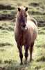 139A99 Island-Pferd, braun-blond