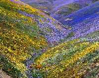 UP062 Wild flowers on Tejon Pass